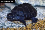 sternotherus odoratus common musk turtle sternotherus odoratus common musk turtle
