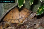 terrapene carolina common box turtle terrapene carolina common box turtle