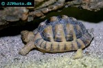 testudo kleinmanni egyptian tortoise testudo kleinmanni egyptian tortoise