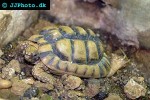testudo kleinmanni egyptian tortoise testudo kleinmanni egyptian tortoise