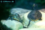 trachemys scripta redeared slider trachemys scripta redeared slider
