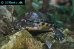 trachemys scripta redeared slider trachemys scripta redeared slider