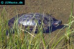 trachemys scripta redeared slider trachemys scripta redeared slider
