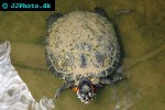 trachemys scripta redeared slider trachemys scripta redeared slider