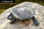 trachemys scripta redeared slider trachemys scripta redeared slider