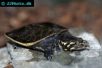 trionyx ferox florida softshell turtle trionyx ferox florida softshell turtle