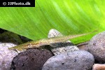 acestridium dichromum acestridium dichromum