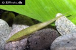 acestridium dichromum acestridium dichromum