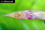 acestridium dichromum acestridium dichromum