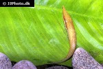 acestridium dichromum acestridium dichromum