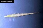 acestridium dichromum acestridium dichromum