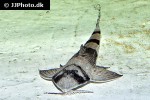 brochiloricaria chauliodon brochiloricaria chauliodon