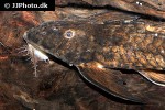 brochiloricaria chauliodon brochiloricaria chauliodon