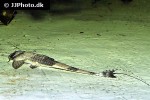 brochiloricaria chauliodon brochiloricaria chauliodon