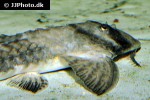 brochiloricaria chauliodon brochiloricaria chauliodon