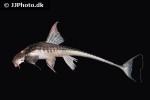 brochiloricaria chauliodon brochiloricaria chauliodon