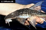 brochiloricaria chauliodon brochiloricaria chauliodon