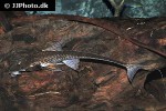 brochiloricaria chauliodon brochiloricaria chauliodon