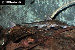 brochiloricaria chauliodon brochiloricaria chauliodon