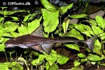 brochiloricaria chauliodon brochiloricaria chauliodon