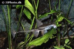 brochiloricaria chauliodon brochiloricaria chauliodon
