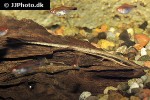 farlowella acus farlowella acus
