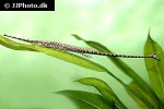 farlowella amazonum farlowella amazonum
