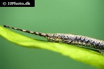 farlowella amazonum farlowella amazonum