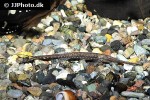 farlowella amazonum farlowella amazonum