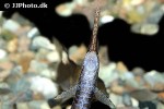 farlowella amazonum farlowella amazonum