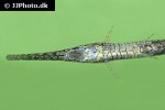 farlowella amazonum farlowella amazonum