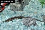farlowella gracilis farlowella gracilis