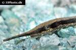 farlowella gracilis farlowella gracilis