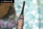 farlowella gracilis farlowella gracilis