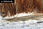 farlowella hahni farlowella hahni