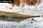 farlowella hahni farlowella hahni