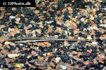 farlowella paraguayensis farlowella paraguayensis