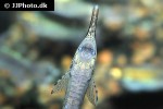 farlowella paraguayensis farlowella paraguayensis