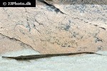 farlowella platorynchus farlowella platorynchus