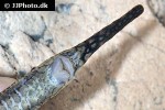 farlowella platorynchus farlowella platorynchus