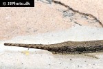 farlowella platorynchus farlowella platorynchus