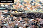 farlowella platorynchus farlowella platorynchus