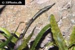 farlowella platorynchus farlowella platorynchus