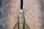 farlowella platorynchus farlowella platorynchus