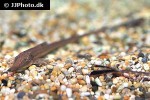 farlowella species farlowella species