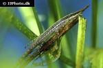 farlowella vittata farlowella vittata