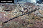 farlowella vittata farlowella vittata