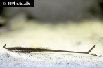 farlowella vittata farlowella vittata