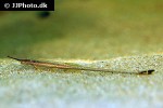 farlowella vittata farlowella vittata