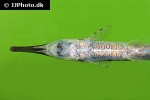 farlowella vittata farlowella vittata